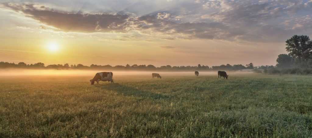 Rethinking business and finance in wildlife conservation